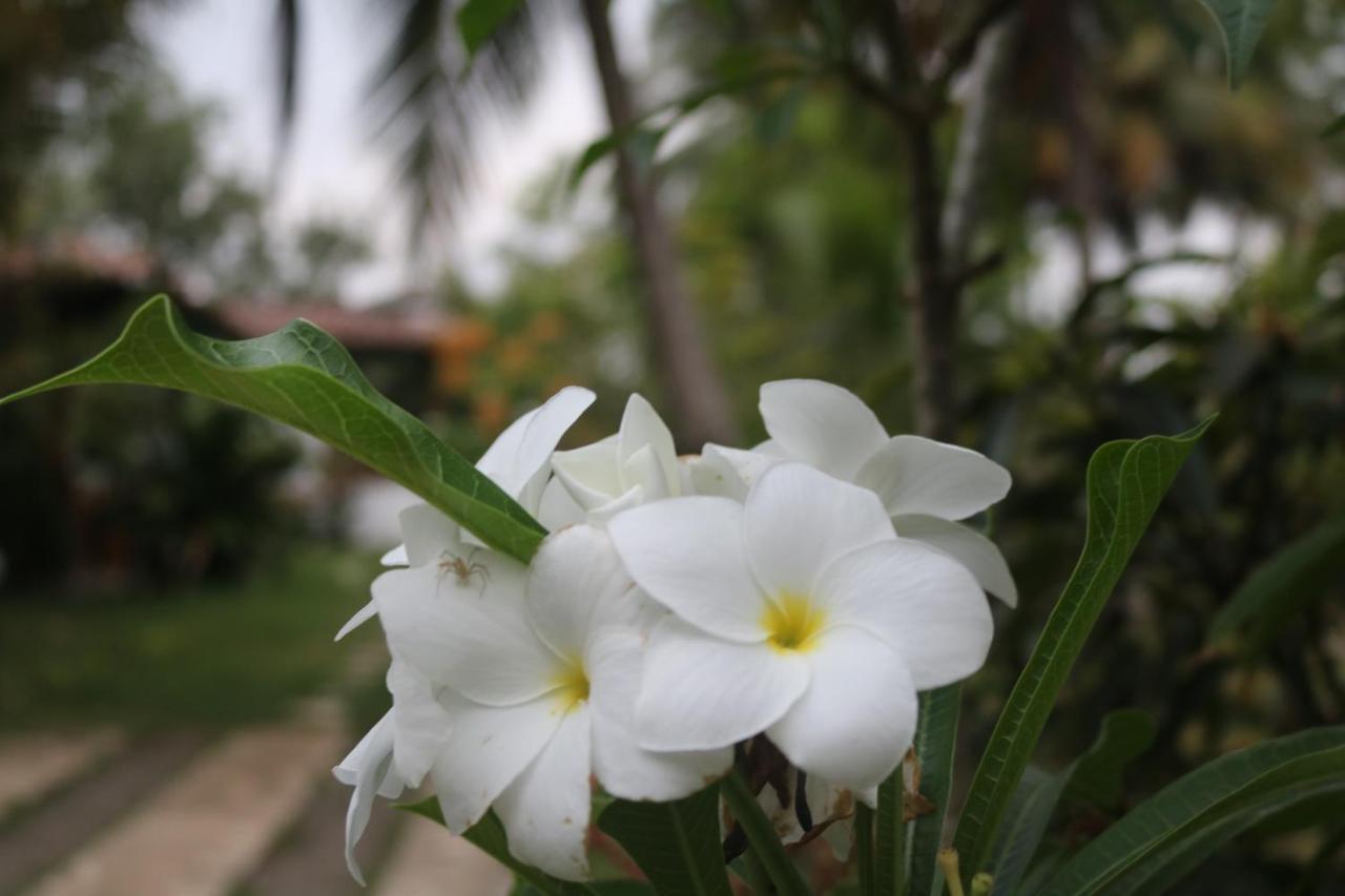 Coconut Island Villa Tangalle Luaran gambar